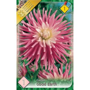 Kaktusz dália 'Good Earth' (rózsaszín/fehér)
