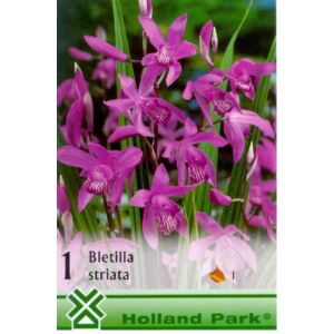 Bletilla striata - Japán orchidea