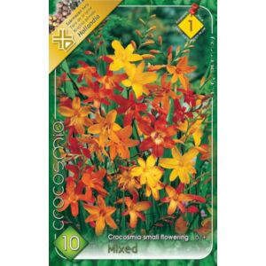 Crocosmia - Kisvirágú kerti sáfrányfű (színkeverék)