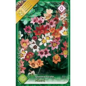 Sparaxis tricolor - Cigányvirág (színkeverék)