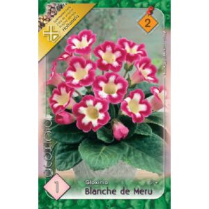Gloxínia 'Blanche de Meru' - Csuporka (fehér/rózsaszín)