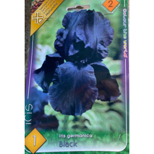 Iris germanica 'Black' – Nőszirom