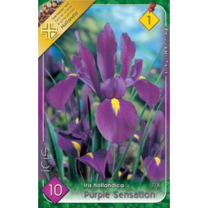 Iris hollandica 'Purple Sensation' - Holland írisz (lila)