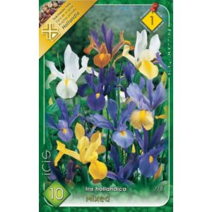 Iris hollandica - Holland írisz (színkeverék)