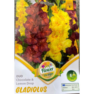 Kardvirág – Gladiolus 'Duo Chocolate &amp; Lemon Drops'