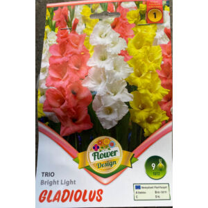 Kardvirág – Gladiolus 'Trio Bright Light'