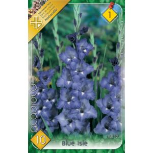Kardvirág – Gladiolus 'Blue Isle' (kék)