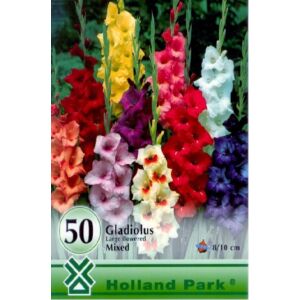 Kardvirág nagycsomag - Gladiolus Színkeverék