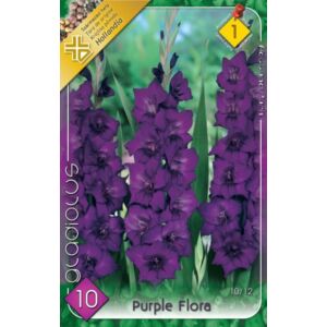 Kardvirág – Gladiolus 'Purple Flora' (sötétlila)