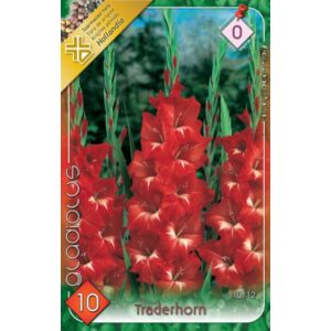 Kardvirág – Gladiolus 'Traderhorn' (piros, fehér torokkal)
