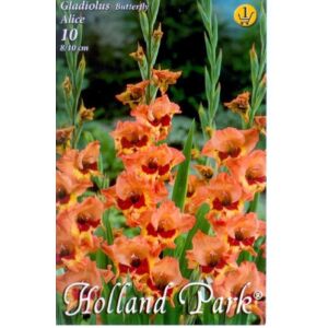 Kardvirág – Gladiolus 'Alice' (sárga, narancssárga, piros torokkal)