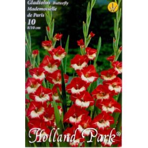 Kardvirág – Gladiolus 'Mademoiselle de Paris' (élénkpiros/fehér)
