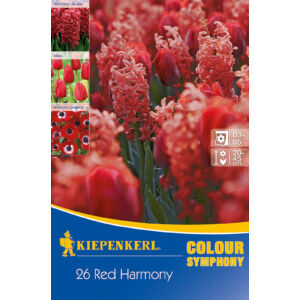 Színharmónia összeállítás 'Red Harmony'(jácint-tulipán-szellőrózsa, piros)