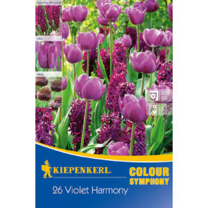 Színharmónia összeállítás 'Violet Harmony' (jácint-tulipán-díszhagyma, lila)