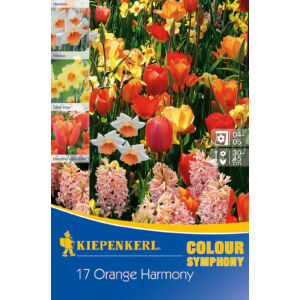 Színharmónia összeállítás 'Orange Harmony'(nárcisz-tulipán-jácint, narancssárga-sárga)