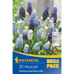 Mega-Pack – Muscari gyöngyike (színkeverék)