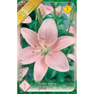 Lilium Asiatic pink - Ázsiai liliom (rózsaszín)