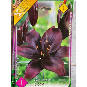 Lilium Asiatic black - Ázsiai liliom (fekete)