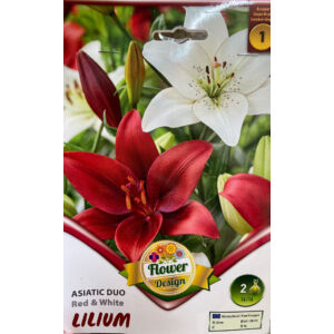 Lilium 'Duo Asiatic Red &amp; White' – Ázsiai liliom