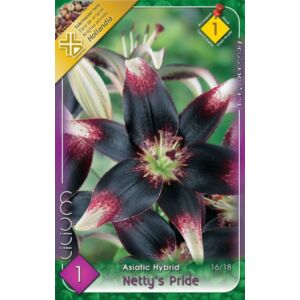 Lilium Asiatic 'Netty's Pride' - Ázsiai liliom (fekete/fehér tarka)