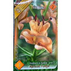 Liliom 'Apricot Fudge' (Lilium longiflorum x Ázsiai liliom hibrid)