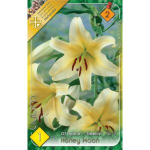 Lilium 'Honeymoon' - Óriásvirágú liliom (halványsárga)