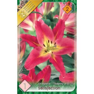 Lilium 'Satisfaction' - Óriásvirágú liliom (sárga/sötét rózsaszín)