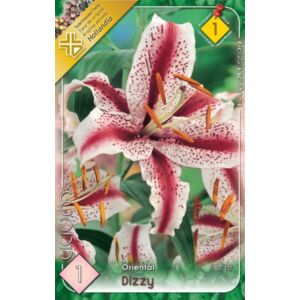 Lilium 'Dizzy' - Orientál liliom (fehér, rózsaszín pettyekkel)