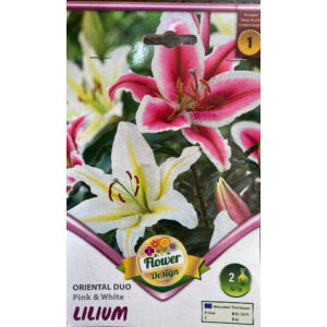 Lilium 'Duo Oriental Pink &amp; White' – Keleti (orientale) hibrid liliom