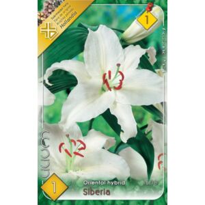 Lilium 'Siberia' - Orientál liliom (fehér)