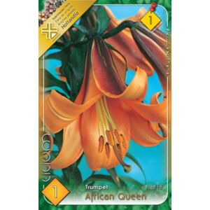 Lilium 'African Queen' - Trombitavirágú liliom (narancssárga)