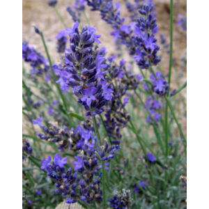 Lavandula angustifolia 'Twickel Purple' – Francia levendula