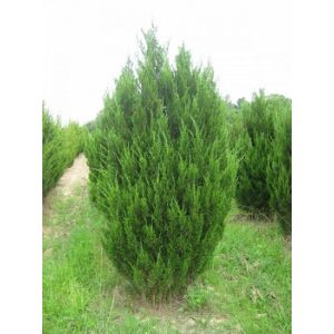 Juniperus chinensis 'Spartan' - Piramis alakú kínai boróka