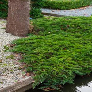 Juniperus horizontalis 'Prince of Wales' – Terülő henyeboróka