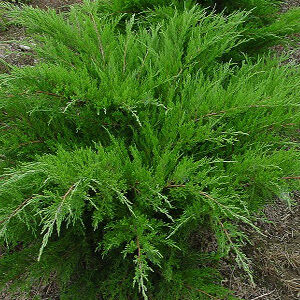 Juniperus media 'Mint Julep' - Zöld terülő boróka