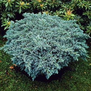 Juniperus sqamata 'Blue Star' – Kék, törpe, terülő himalájai boróka