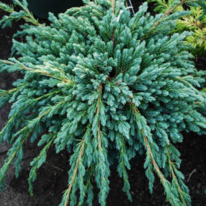 Juniperus squamata 'Blue Spider' – Kék törpeboróka
