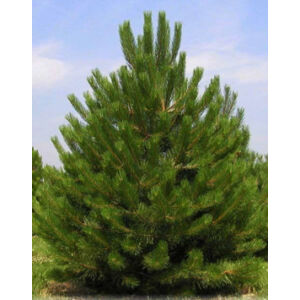 Pinus nigra var. 'Austriaca' – Osztrák feketefenyő