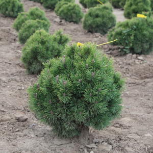 Pinus mugo 'Mops' – Havasi törpefenyő