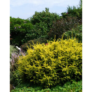 Taxus baccata 'Summergold' - Tiszafa