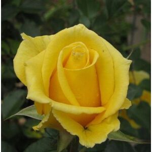 Rosa 'Citrone' - Citromsárga, magastörzsű rózsaoltvány