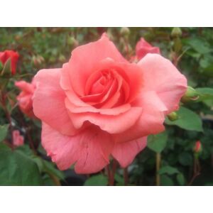 Rosa 'Baba' - Rózsaszín, magastörzsű rózsaoltvány