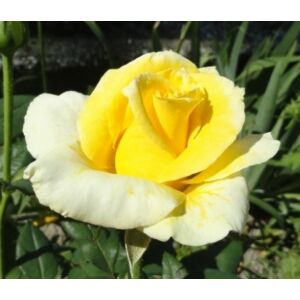 Rosa 'Golden perfume' - Sárga, magastörzsű rózsaoltvány