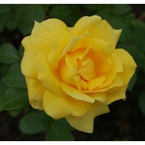 Rosa 'Landora' - Sárga, magastörzsű rózsaoltvány