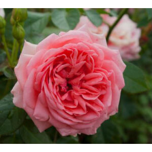 Rosa 'Kimono' - Rózsaszín, magastörzsű rózsaoltvány