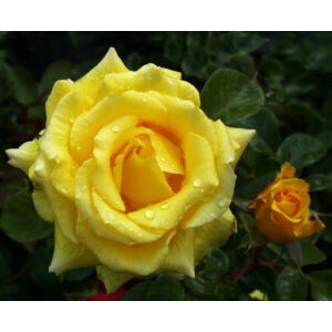 Rosa 'Mabella' - Sárga, magastörzsű rózsaoltvány