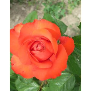 Rosa 'Tanor Star' - Narancsvörös, magastörzsű rózsaoltvány