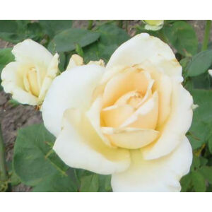 Rosa 'White' - Fehér, magastörzsű rózsaoltvány