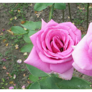 Rosa 'Lila' - Mályvás lila, magastörzsű rózsaoltvány