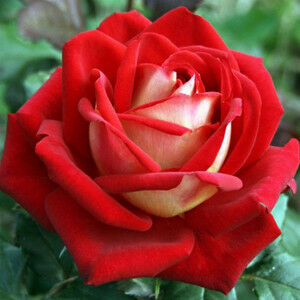Rosa 'Caresse' – Magastörzsű rózsaoltvány